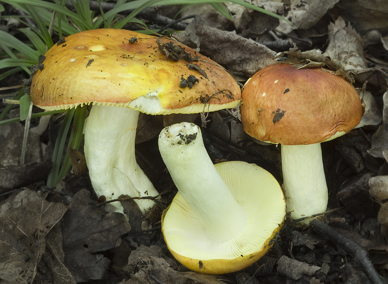 Russula aurea